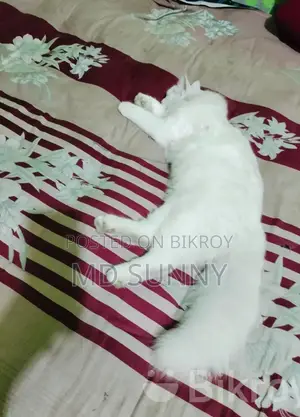 Persian Cat