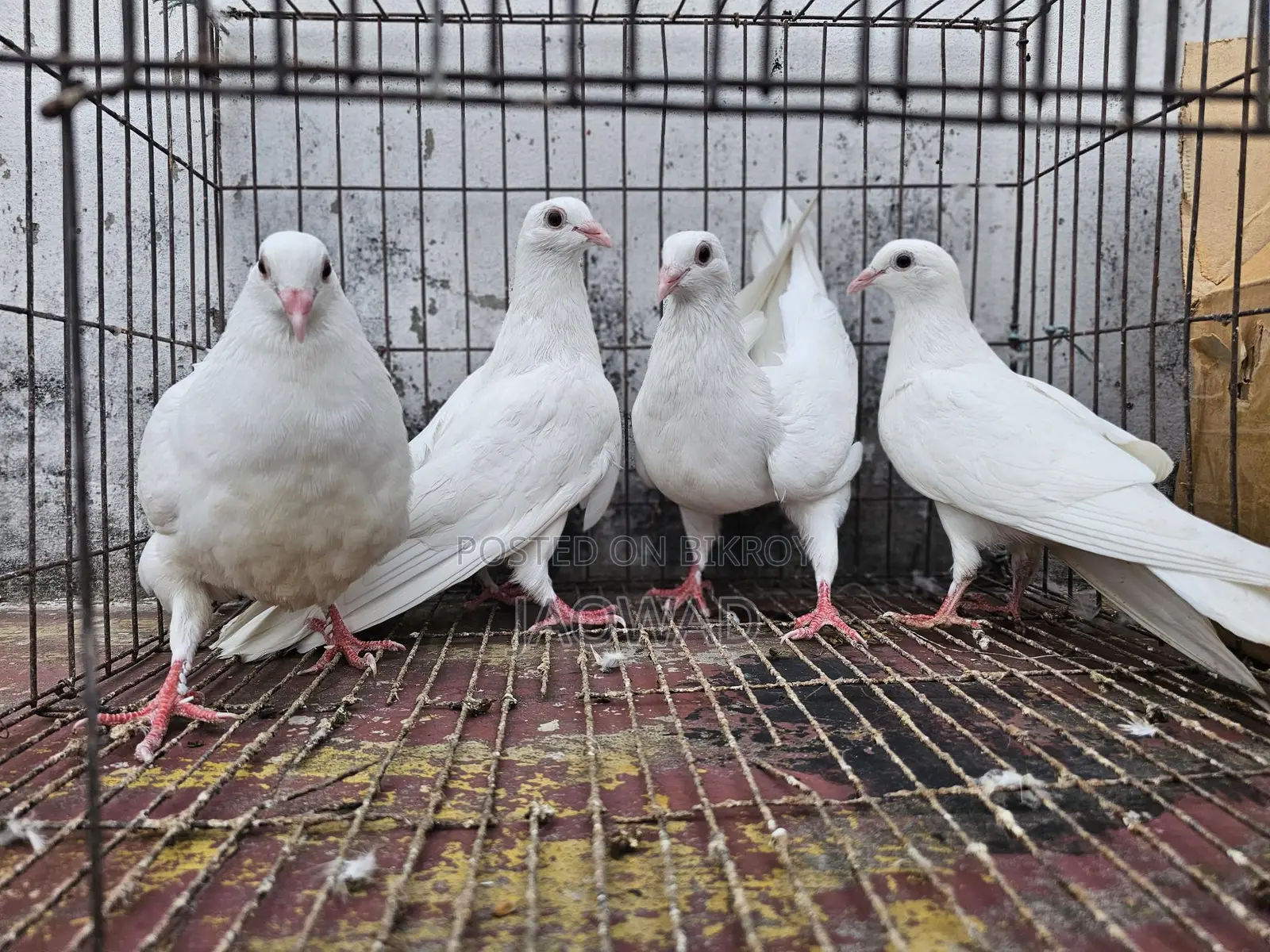 Pigeons for Sale