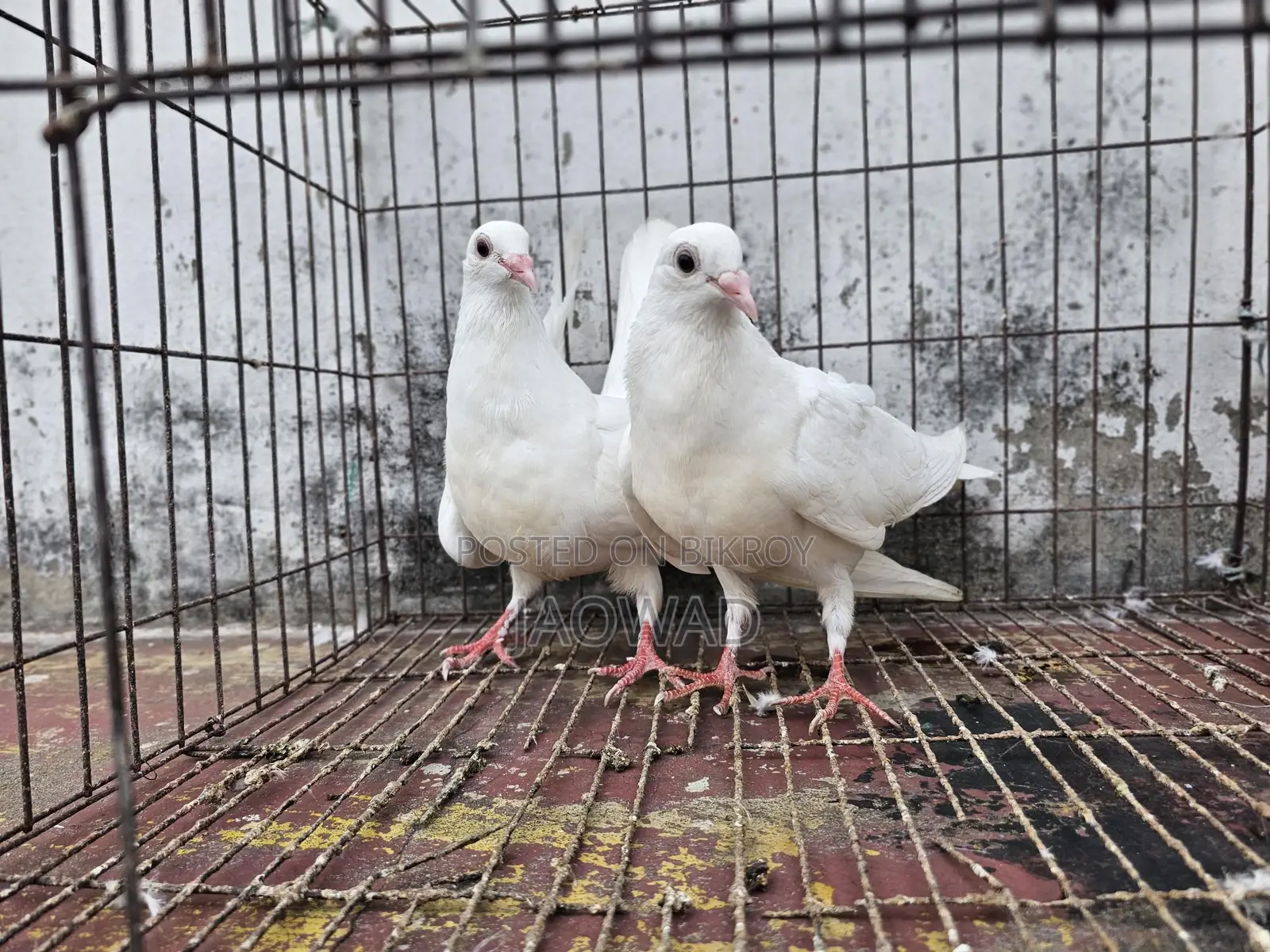 Pigeons for Sale