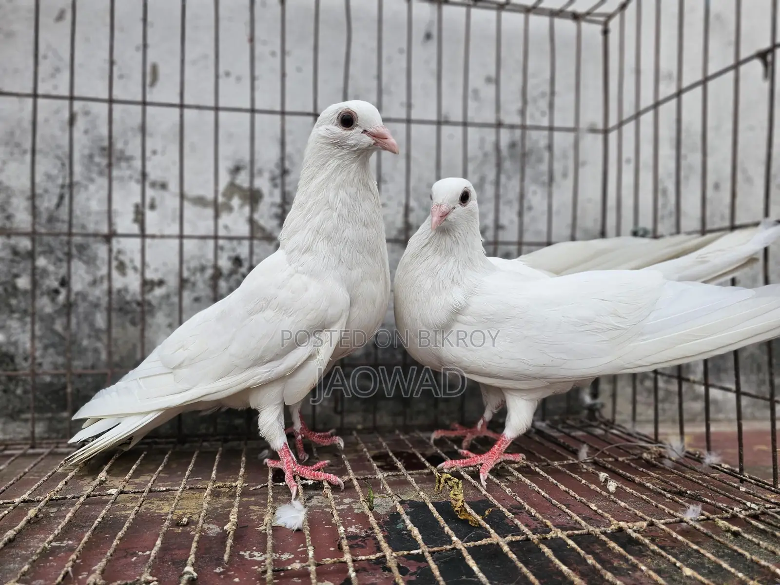 Pigeons for Sale