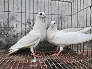 Pigeons for Sale