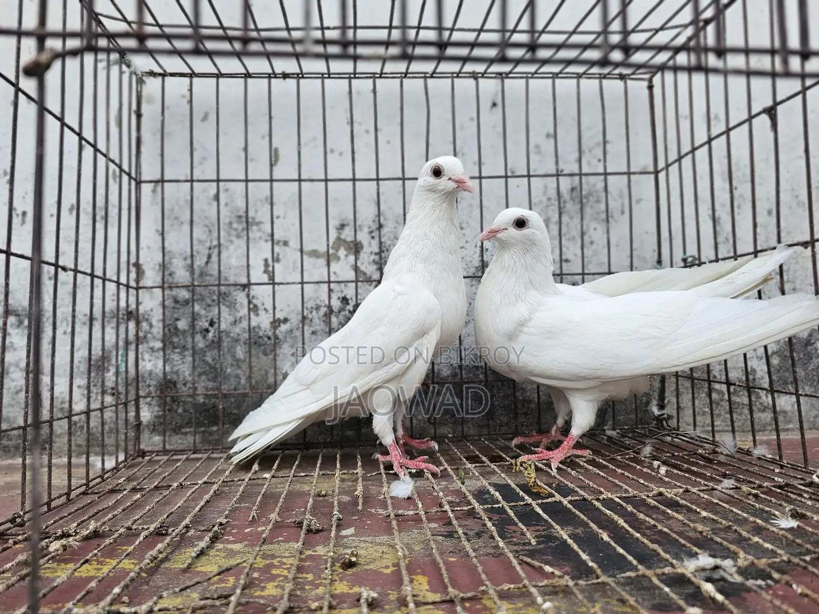 Pigeons for Sale