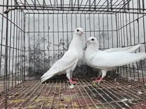 Pigeons for Sale