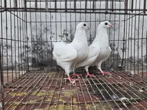 Pigeons for Sale