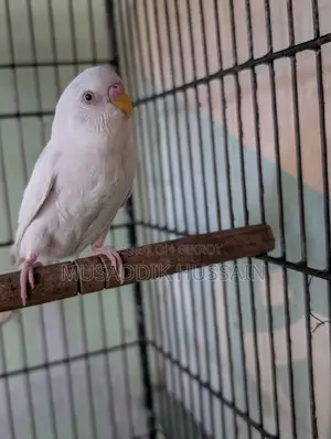 Budgerigar Male