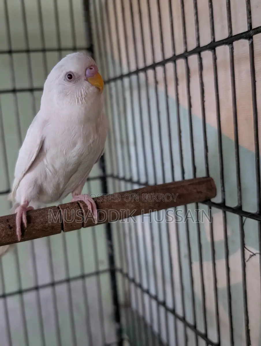 Budgerigar Male