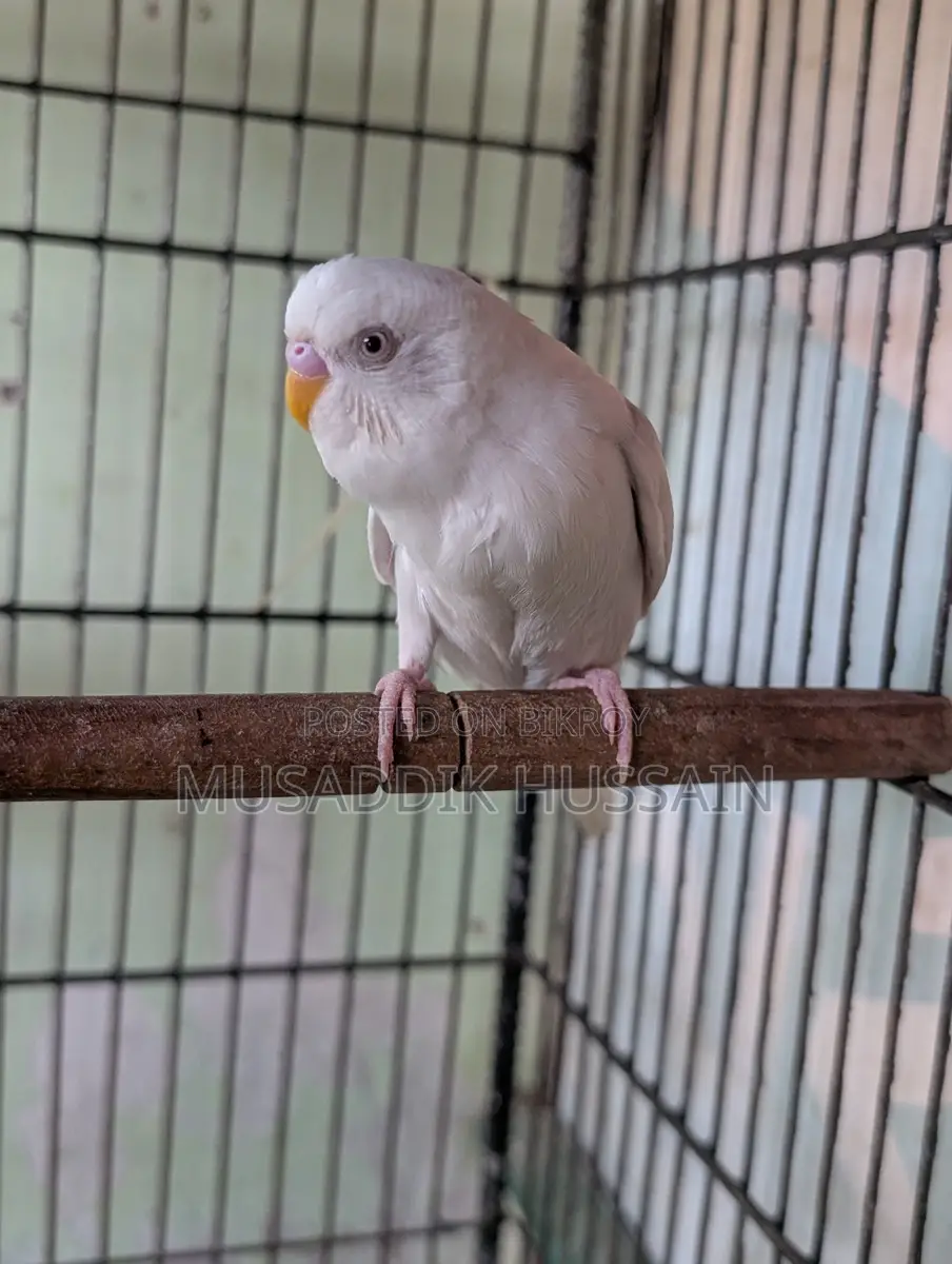 Budgerigar Male
