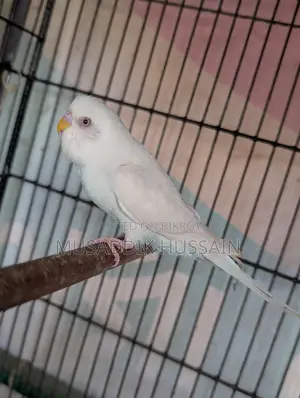 Budgerigar Male