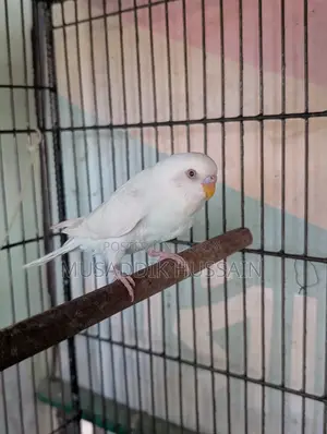 Budgerigar Male
