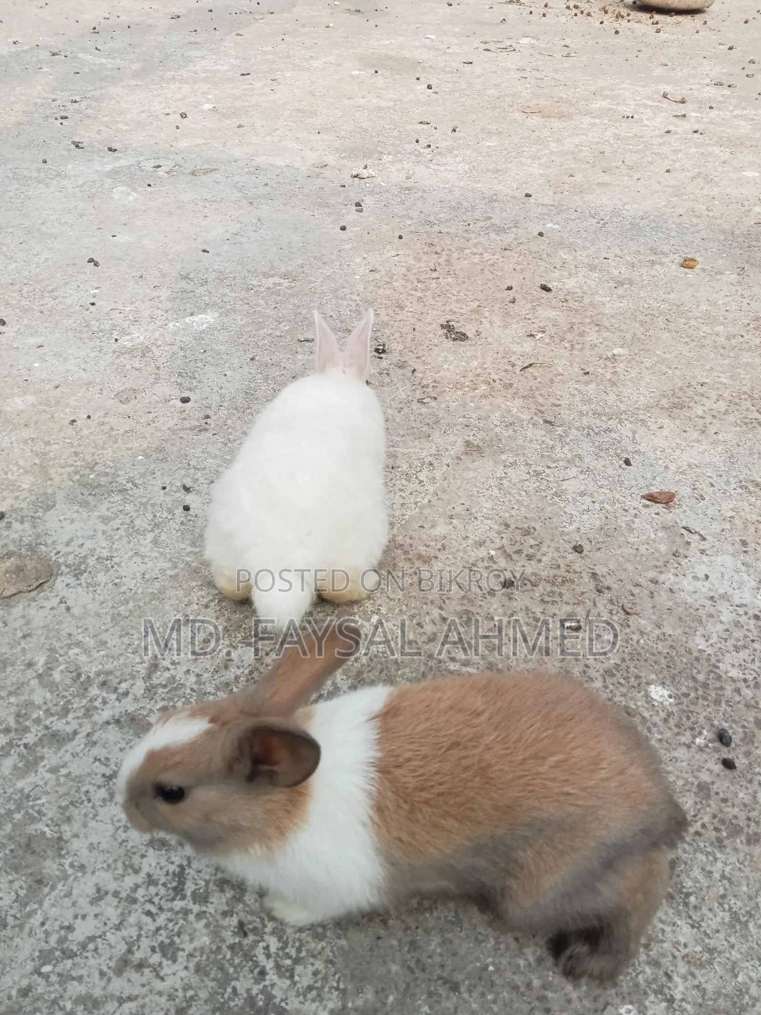 Rabbits for Sale