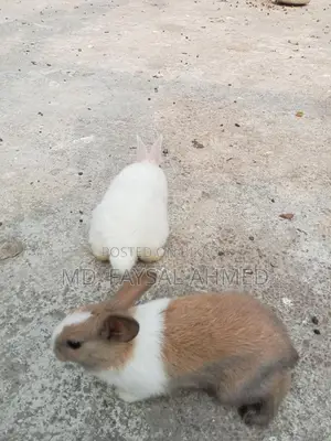 Rabbits for Sale