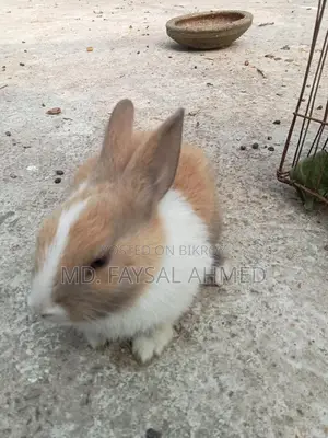 Rabbits for Sale