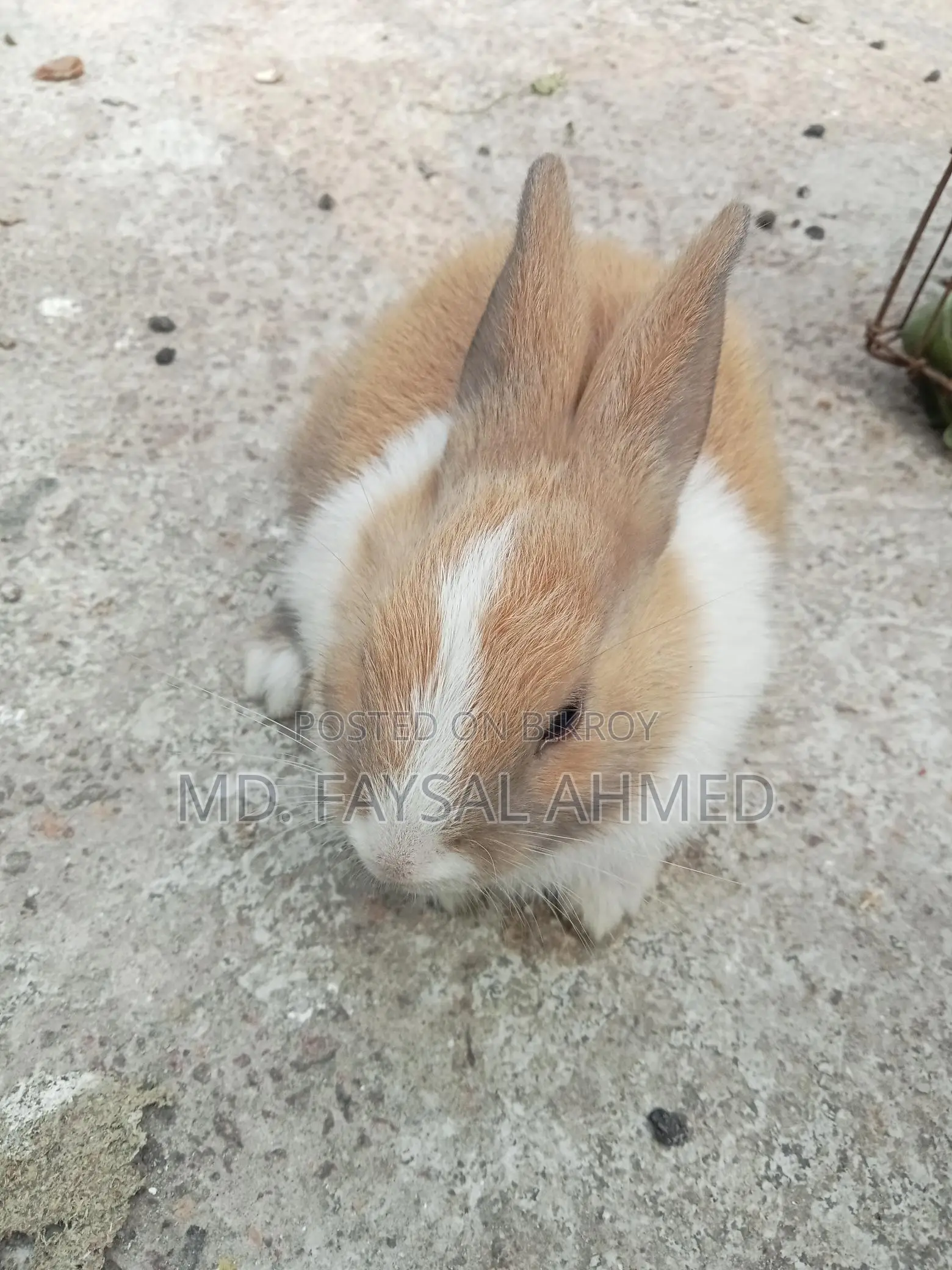 Rabbits for Sale