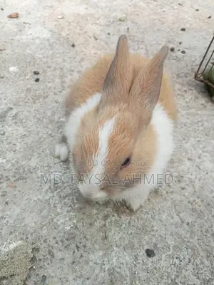 Rabbits for Sale