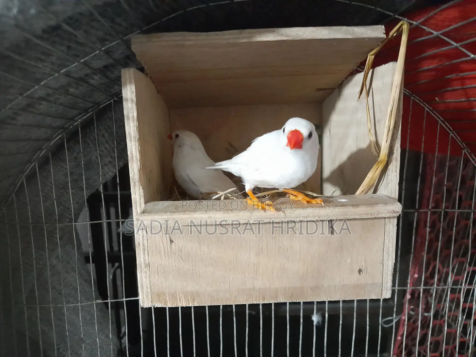 Finch Bird Running