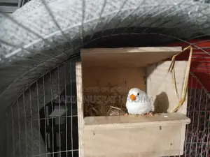 Finch Bird Running
