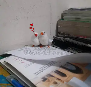Finch Bird Running