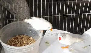 Finch Bird Running