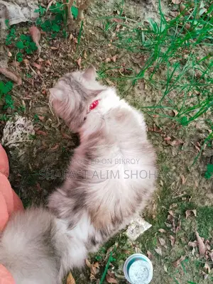 Adorable Pure Persian Male Cat For Sale