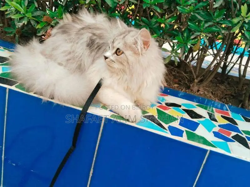Adorable Pure Persian Male Cat For Sale