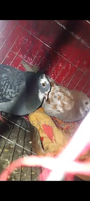 Pigeons