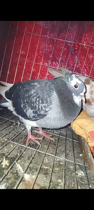 Pigeons