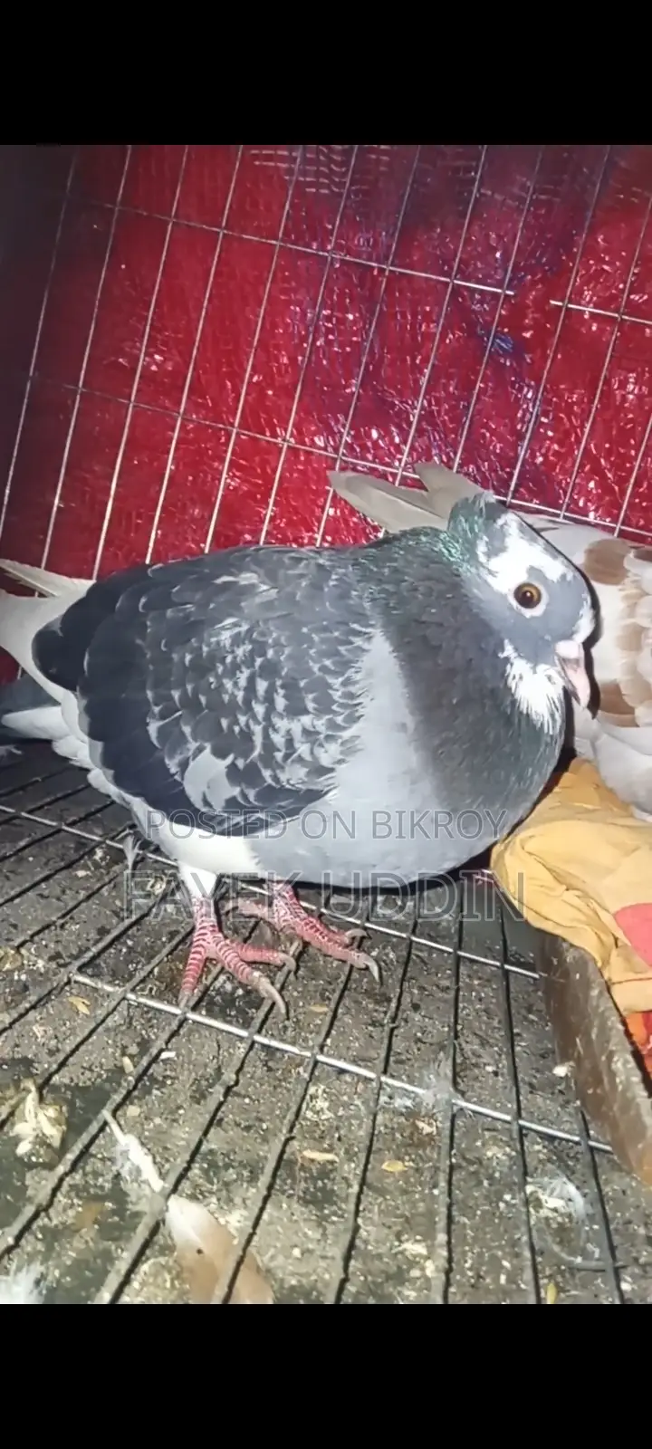 Pigeons