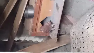 Pigeons