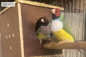 Gouldian Finch Breeding Pair
