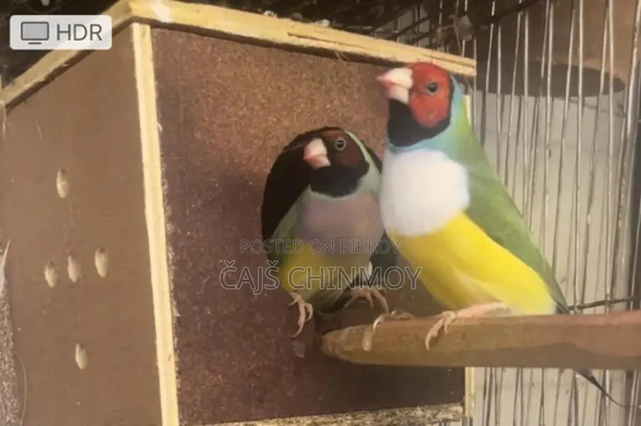 Gouldian Finch Breeding Pair