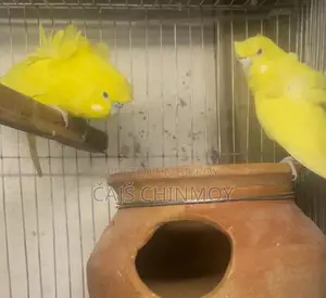 Gouldian Finch Breeding Pair
