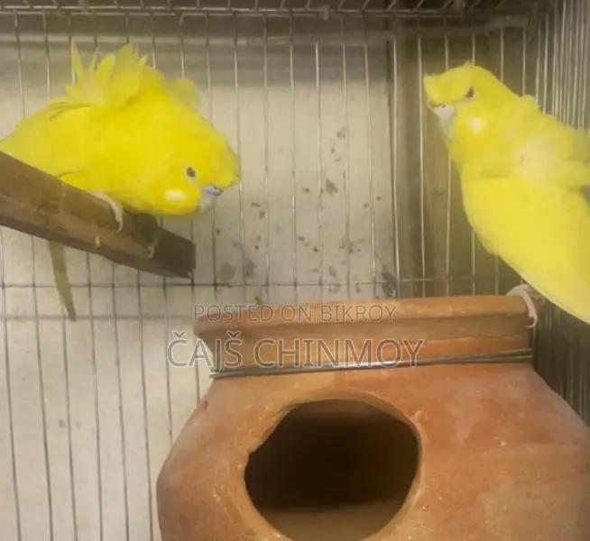 Gouldian Finch Breeding Pair