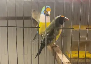 Gouldian Finch Breeding Pair