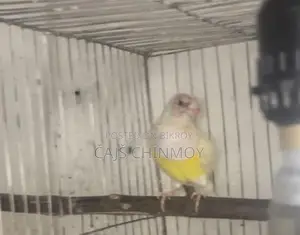 Gouldian Finch Breeding Pair