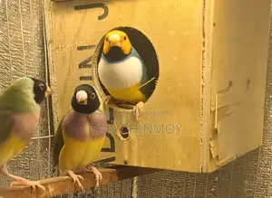 Gouldian Finch Breeding Pair