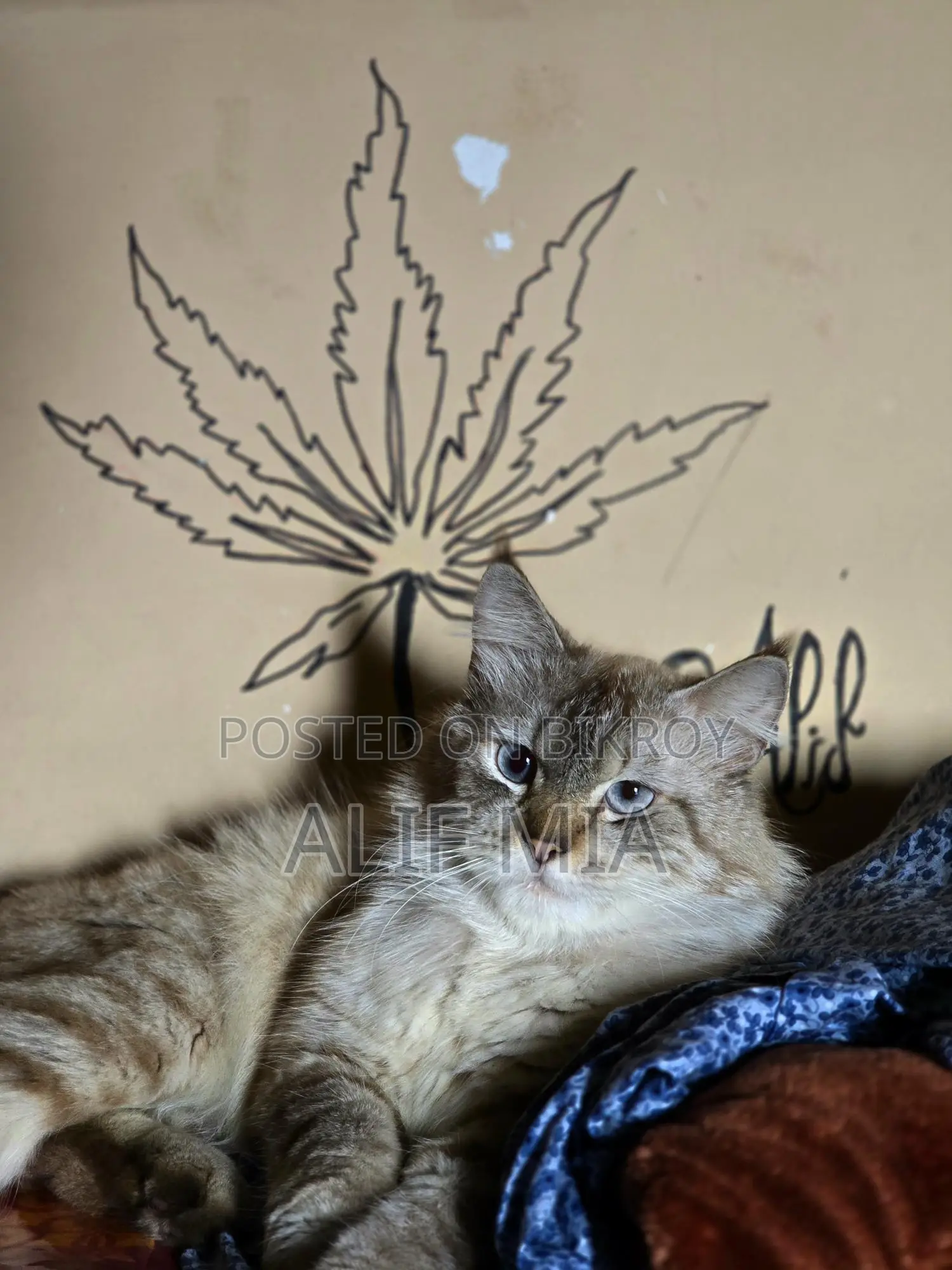 Persian Cat