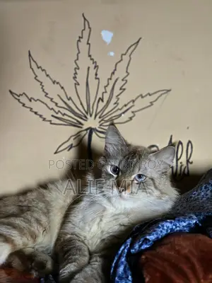 Persian Cat