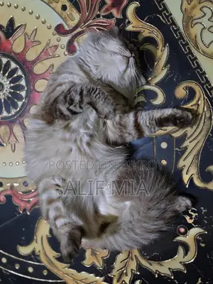 Persian Cat