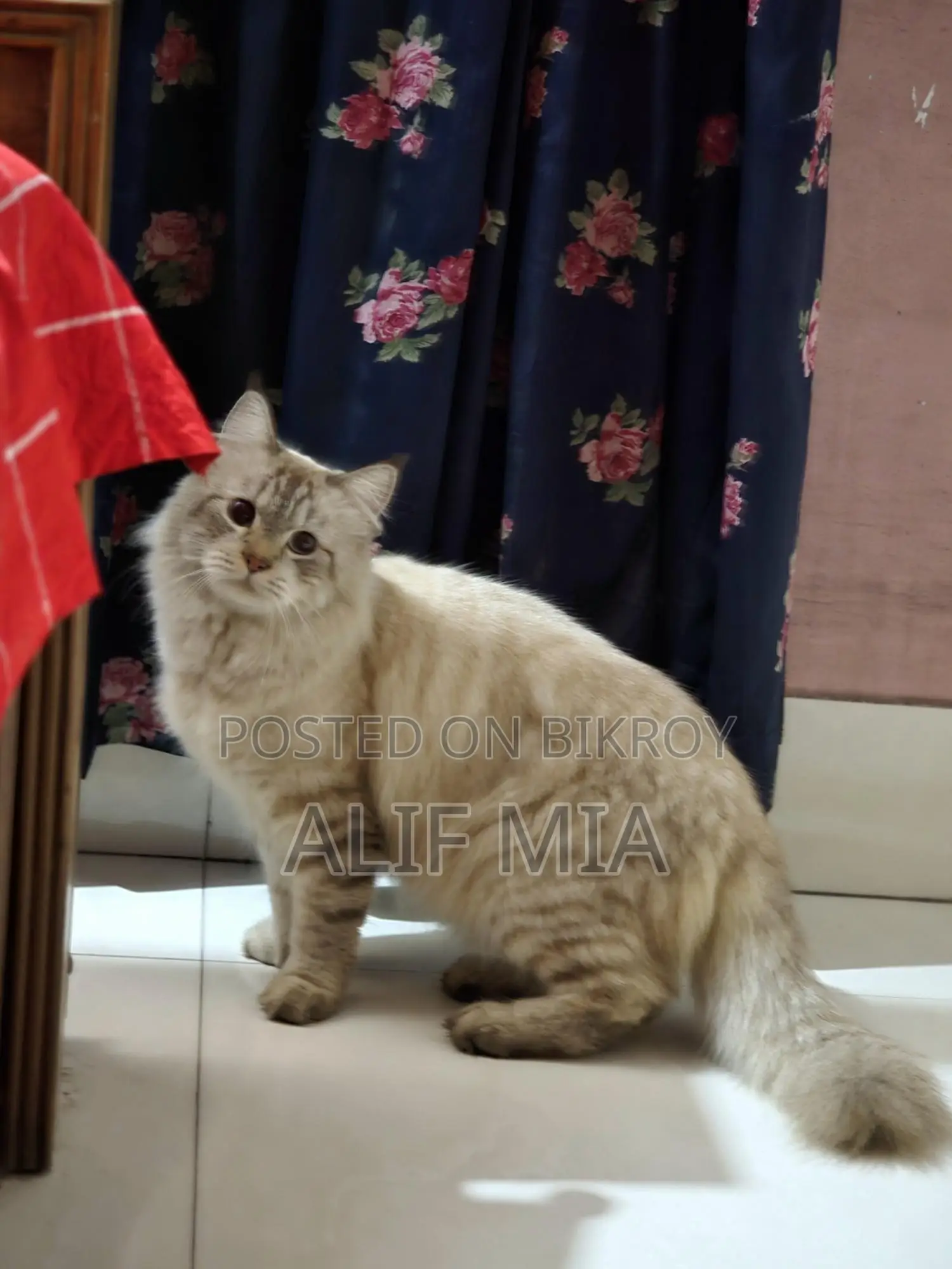 Persian Cat