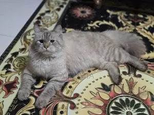 Persian Cat