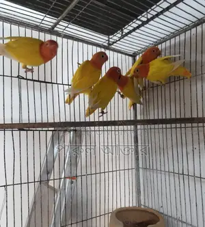 লাভ বার্ড পাখি