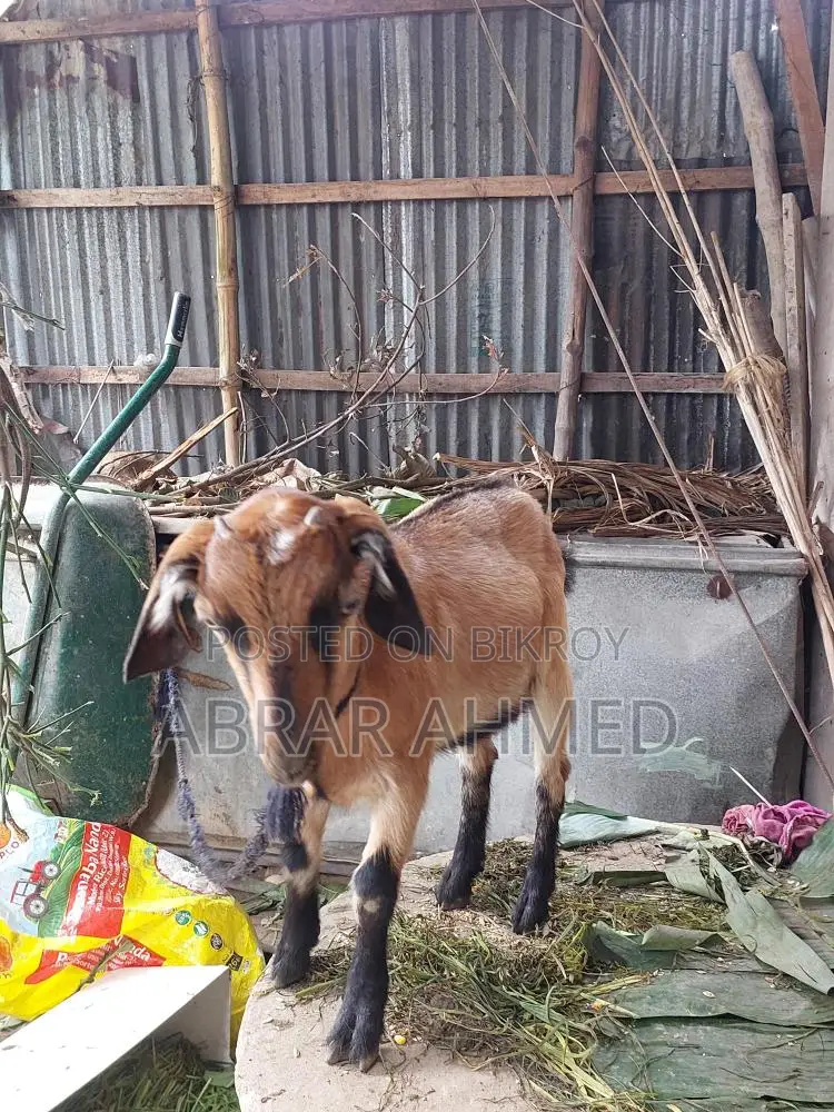 Castrated goat for sale