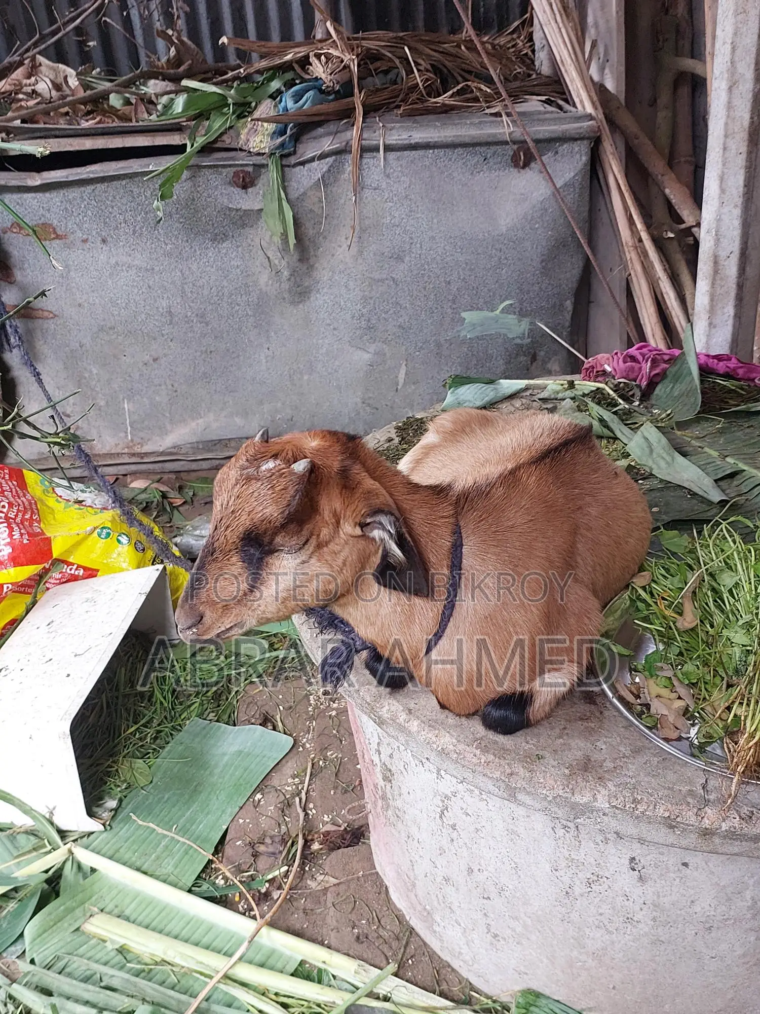 Castrated goat for sale