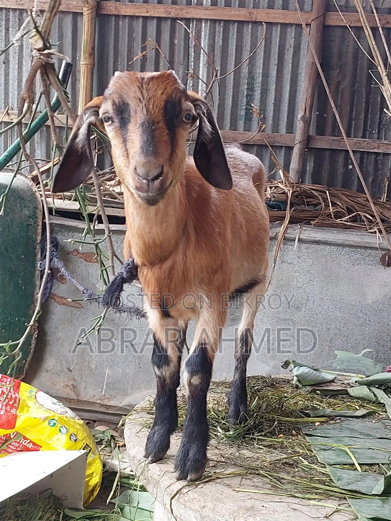 Castrated goat for sale