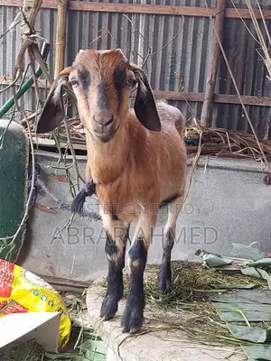 Castrated goat for sale