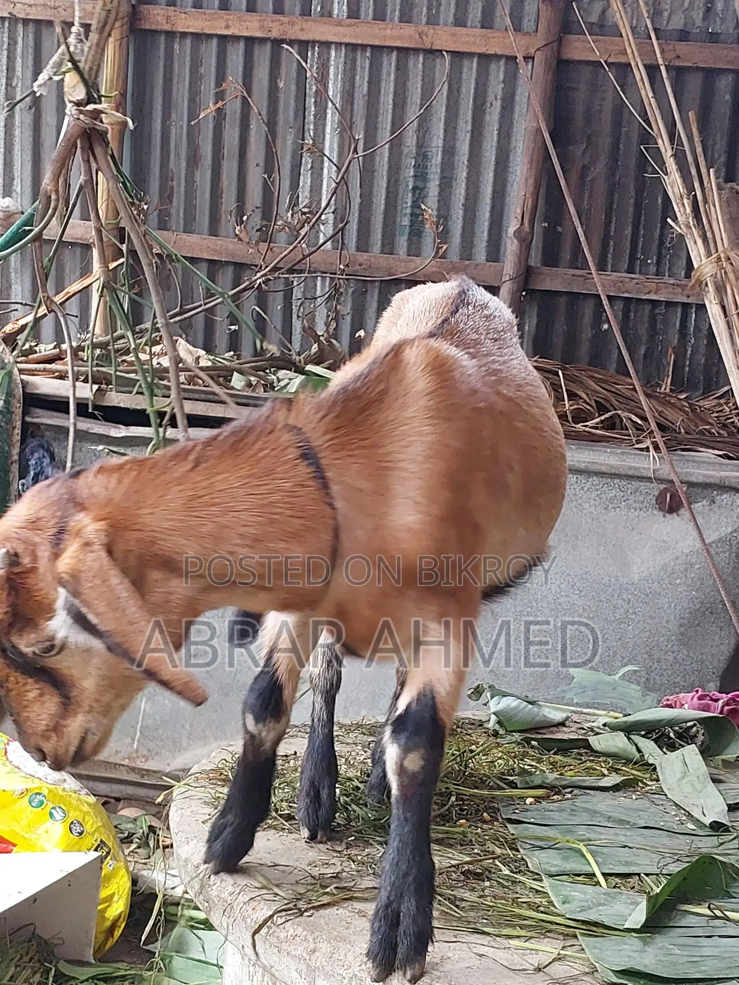 Castrated goat for sale