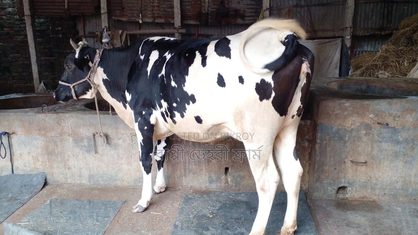 পোষার জন্য ভালো জাতের গাভী কিনুন ।(১২০১নং)