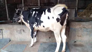 পোষার জন্য ভালো জাতের গাভী কিনুন ।(১২০১নং)