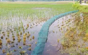 Chinese Net
