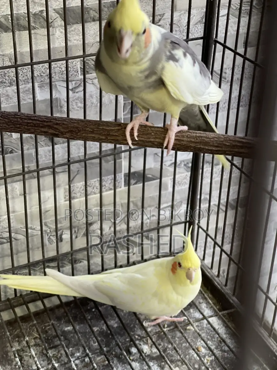 Cockatiel Lutino Breed